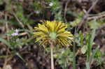 Common dandelion